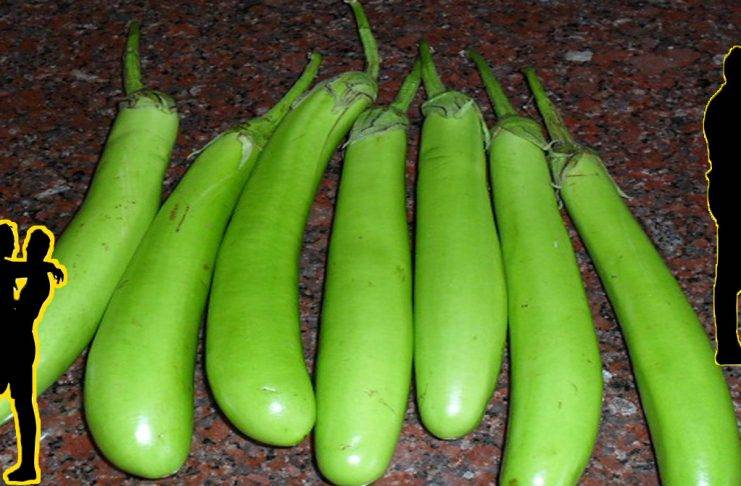 Do you know why girls like long eggplants more? If you know, you will be completely shocked...