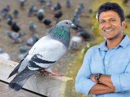 As Puneet approached the graves of his father and mother, a flock of birds appeared
