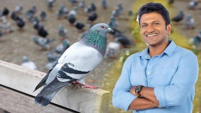 As Puneet approached the graves of his father and mother, a flock of birds appeared