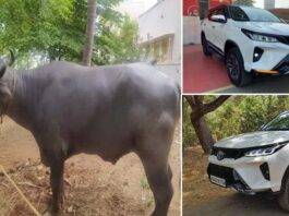 "Dharma the Buffalo: A Symbol of Prestige in Haryana's Dairy Industry"