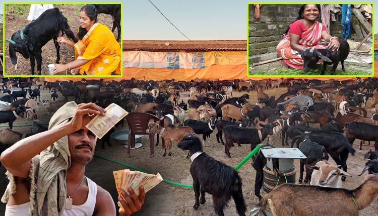 "Black Bengal Goat Breed: Profitable Goat Farming in India"