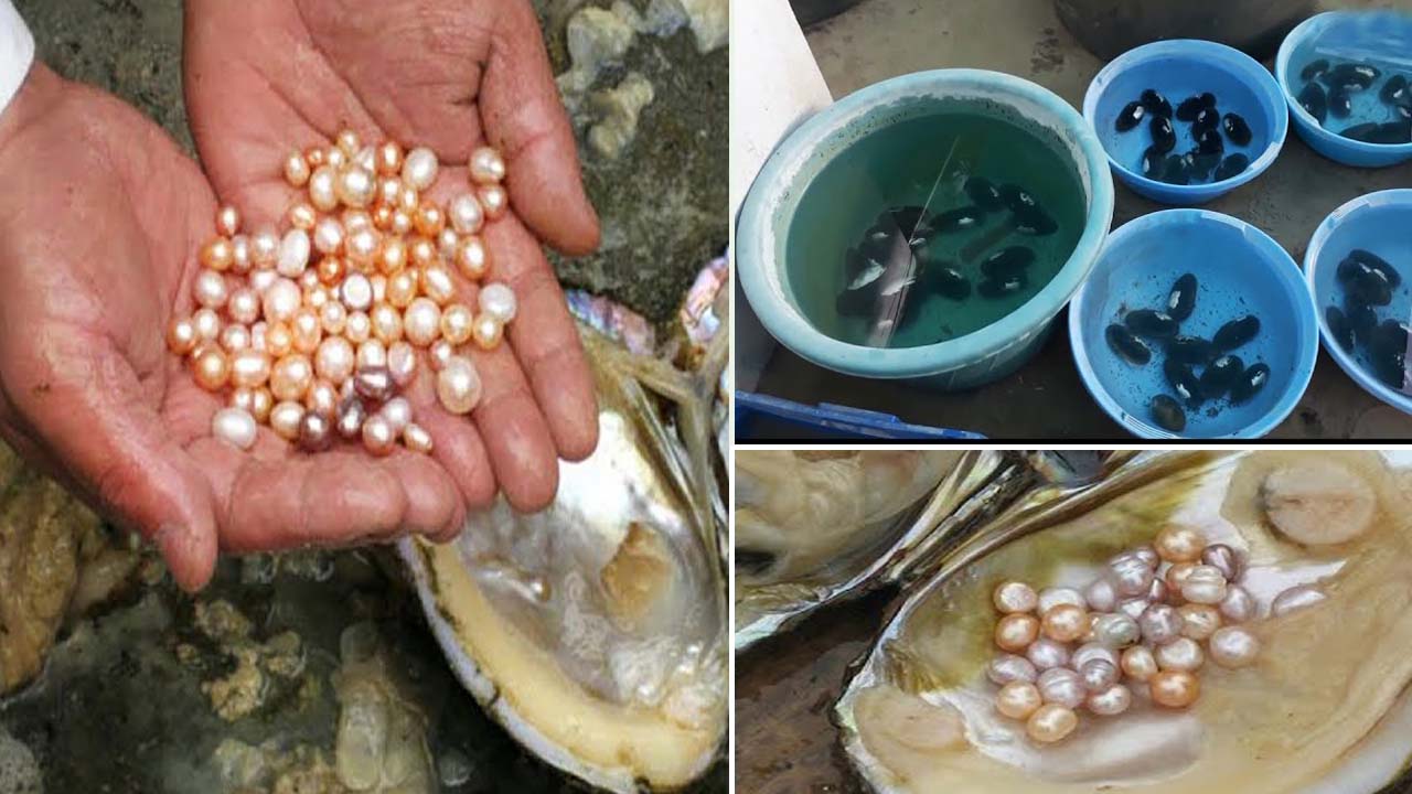 Profitable Pearl Cultivation in India: Start Your Pearl Farming Venture Today