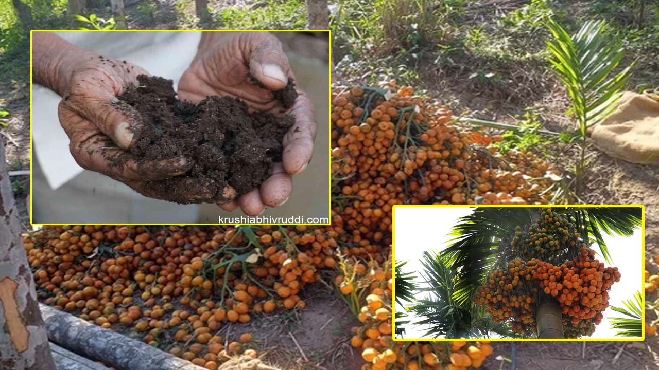 Agricultural Success: Nut Farming Tips and Soil Nutrition"